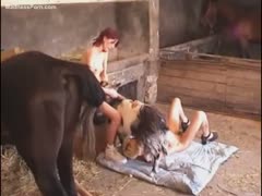 The domina's neck is where the black dog urinates.